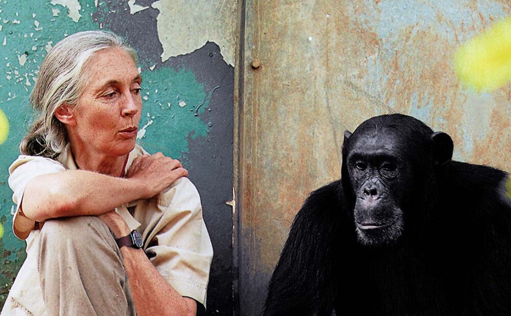 Jane Goodall sitting next to chimp